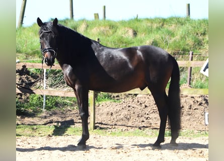 Andalusian, Gelding, 4 years, 15 hh, Smoky-Black