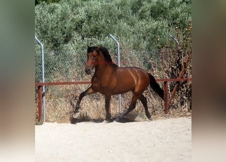 Andalusian, Gelding, 4 years, 15,1 hh, Brown