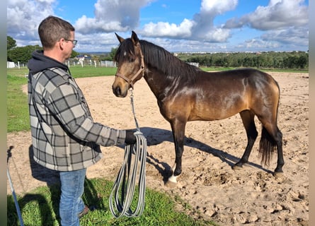 Andalusian, Gelding, 4 years, 15,1 hh, Dun