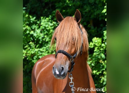 Andalusian, Gelding, 4 years, 15,2 hh