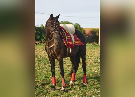 Andalusian, Gelding, 4 years, 15,2 hh, Bay-Dark