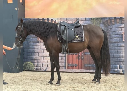 Andalusian, Gelding, 4 years, 15,2 hh, Black