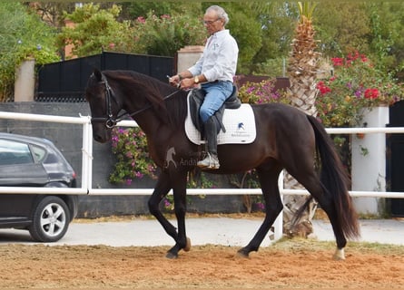 Andalusian, Gelding, 4 years, 15,2 hh, Black