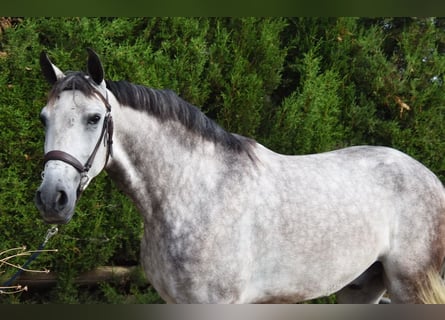 Andalusian, Gelding, 4 years, 15,2 hh, Gray