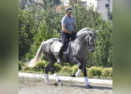 Andalusian, Gelding, 4 years, 15,2 hh, Grey-Dapple