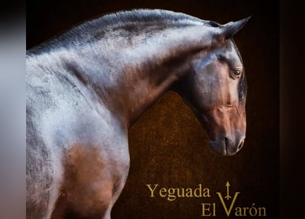 Andalusian, Gelding, 4 years, 15,3 hh, Bay-Dark