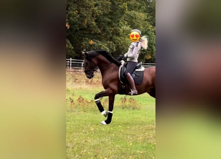 Andalusian, Gelding, 4 years, 15,3 hh, Bay-Dark