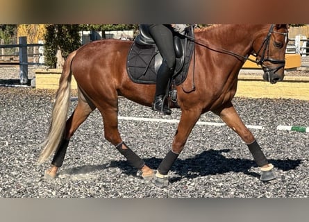 Andalusier, Wallach, 4 Jahre, 16,1 hh, Dunkelfuchs