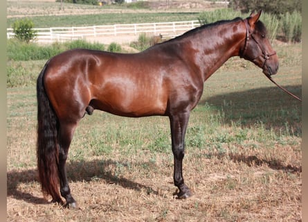 Andalusian, Gelding, 4 years, 16.1 hh, Smoky-Black