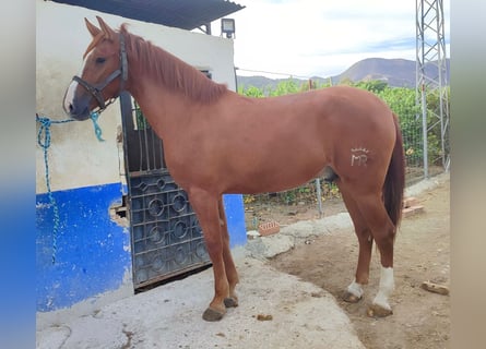 Andalusier, Wallach, 4 Jahre, 16,2 hh, Fuchs