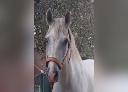 Andalusier, Wallach, 4 Jahre, 16 hh, Apfelschimmel