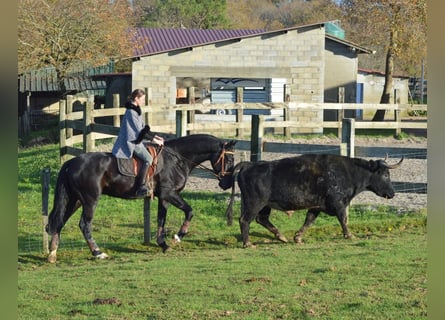 Andalusian, Gelding, 4 years, 16,1 hh, Black