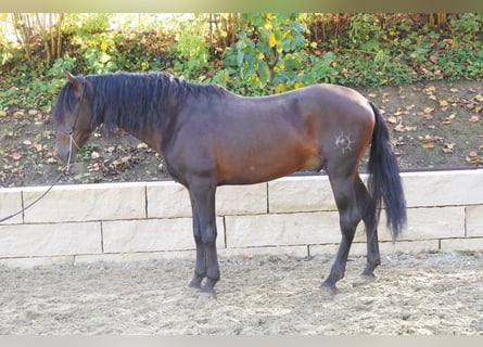 Andalusian, Gelding, 4 years, 16,1 hh, Smoky-Black