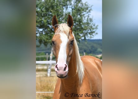 Andalusian, Gelding, 5 years, 14.3 hh, Palomino