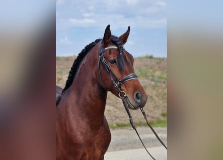 Andalusian Mix, Gelding, 5 years, 14,1 hh, Brown