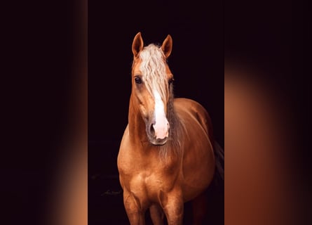 Andalusian, Gelding, 5 years, 14,1 hh, Palomino