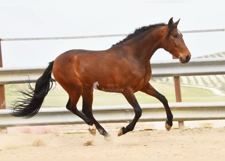Andalusian, Gelding, 5 years, 15.1 hh, Brown