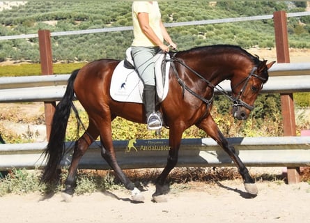 Andalusian, Gelding, 5 years, 15.1 hh, Brown