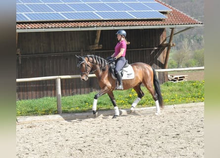Andalusian, Gelding, 5 years, 15.1 hh, Brown