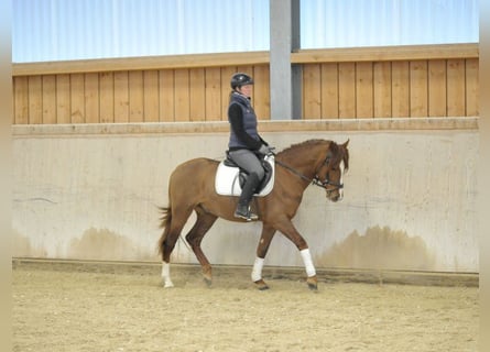 Andalusian, Gelding, 5 years, 15,1 hh, Chestnut-Red