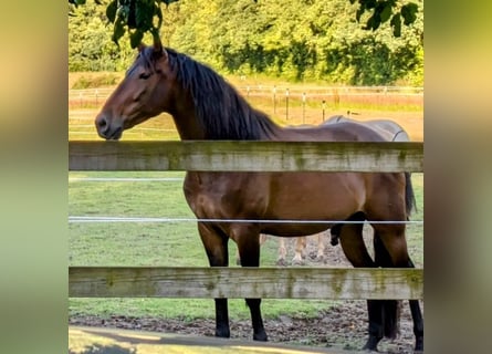 Andalusier, Wallach, 5 Jahre, 15,2 hh, Brauner