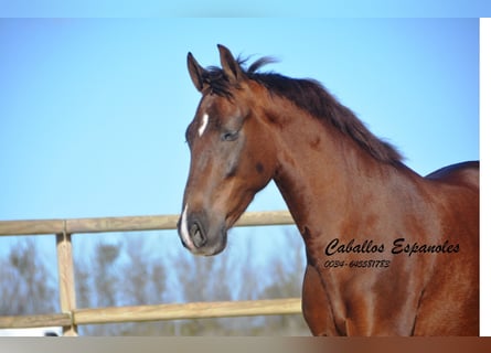 Andalusian, Gelding, 5 years, 15.2 hh, Chestnut-Red