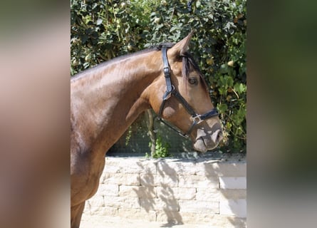 Andalusian, Gelding, 5 years, 15.2 hh, Dun