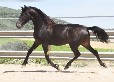 Andalusian, Gelding, 5 years, 15.2 hh, Dun