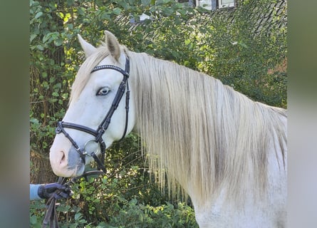 Andalusier, Wallach, 5 Jahre, 15,2 hh, Apfelschimmel