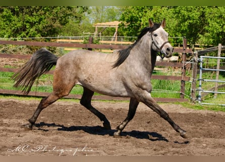 Andalusian, Gelding, 5 years, 15.2 hh, Gray-Red-Tan