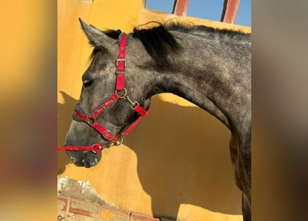 Andalusian, Gelding, 5 years, 15,2 hh