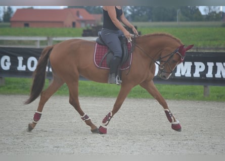 Andalusian, Gelding, 5 years, 15,3 hh, Chestnut-Red