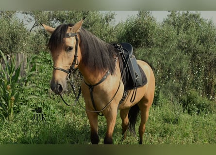 Andalusier, Wallach, 5 Jahre, 15 hh, Falbe