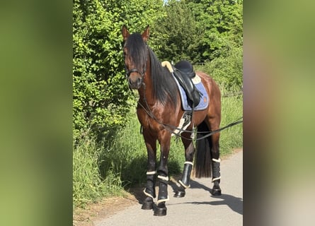 Andalusian, Gelding, 5 years, 15,2 hh, Brown