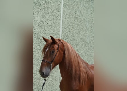 Andalusian, Gelding, 5 years, 15,2 hh, Chestnut-Red