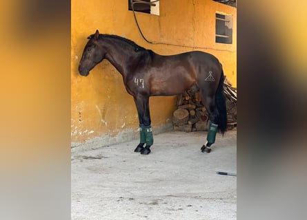 Andalusian, Gelding, 5 years, 16,1 hh, Brown