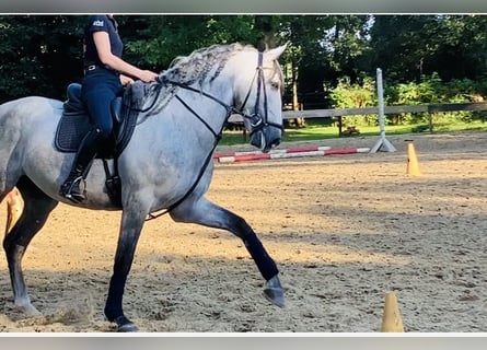 Andalusian, Gelding, 5 years, 16.1 hh