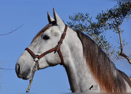 Andalusian, Gelding, 5 years, 16.1 hh, Gray