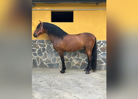 Andalusian, Gelding, 5 years, 16 hh, Brown