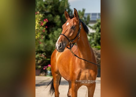 Andalusian Mix, Gelding, 5 years, 16 hh, Brown-Light