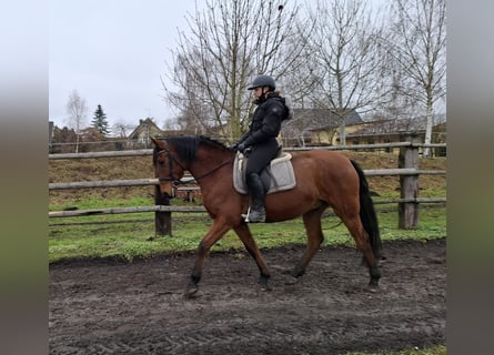 Andalusian Mix, Gelding, 6 years, 15.1 hh, Brown