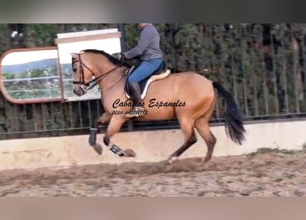 Andalusian, Gelding, 6 years, 15.3 hh, Dun