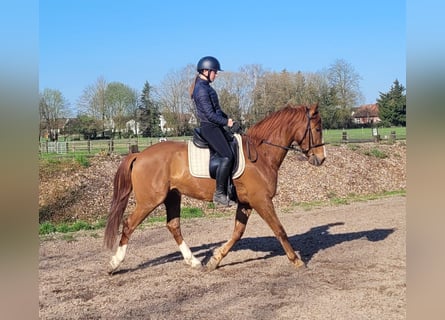 Andalusian Mix, Gelding, 6 years, 15,1 hh, Chestnut-Red