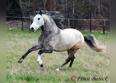 Andalusian, Gelding, 6 years, 15,2 hh, Grey