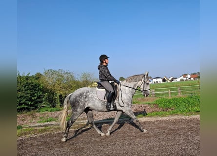 Andalusier Mix, Wallach, 6 Jahre, 16,1 hh, Apfelschimmel