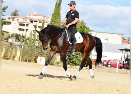 Andalusian, Gelding, 6 years, 16.2 hh, Brown