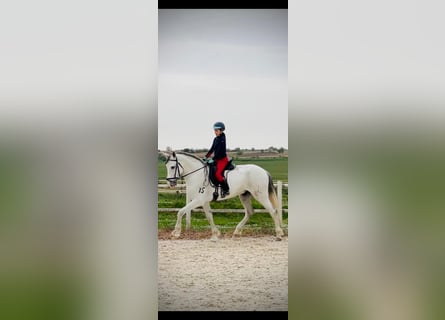 Andalusian, Gelding, 6 years, 16.2 hh, Gray
