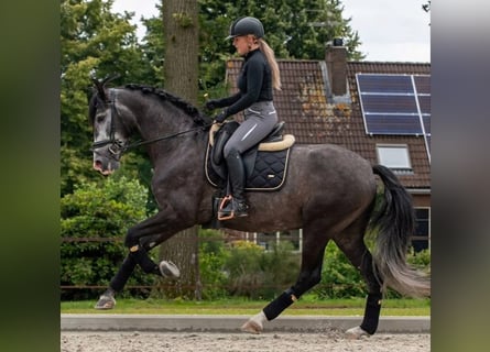 Andalusian, Gelding, 6 years, 16.2 hh, Grey-Dapple