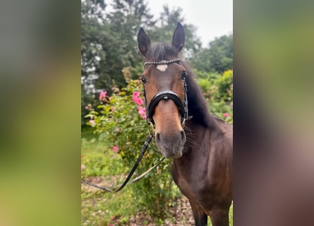 Andalusian, Gelding, 6 years, 16 hh, Bay-Dark