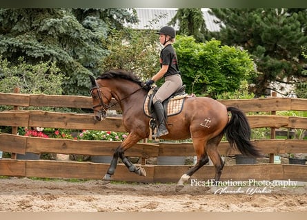Andalusian Mix, Gelding, 6 years, 16 hh, Brown-Light